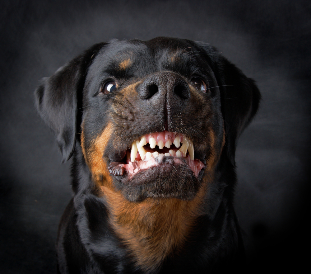 Growling rottweiler before dog bite attorney is needed